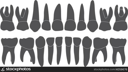 baby teeth - crown and root , the number of teeth upper and lower jaw done in vector are easy to edit. baby teeth - crown and root