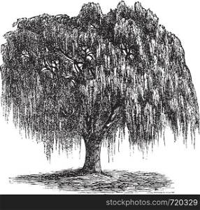 Babylon Willow or Salix babylonica or Peking Willow or Weeping willow, vintage engraving. Old engraved illustration of Babylon Willow tree.