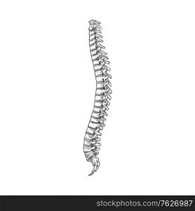 Backbone or spine icon, human skeleton anatomy isolated sketch. Spinal cord, vertebrae sketch. Spine bone sketch icon, human skeleton
