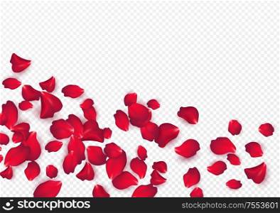 Backdrop of rose petals isolated on a transparent white background. Valentine day background. Vector illustration EPS10. Backdrop of rose petals isolated on a transparent white background. Valentine day background. Vector illustration