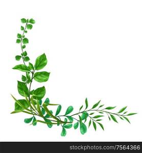 Background of sprigs with green leaves. Decorative natural plants.. Background of sprigs with green leaves.