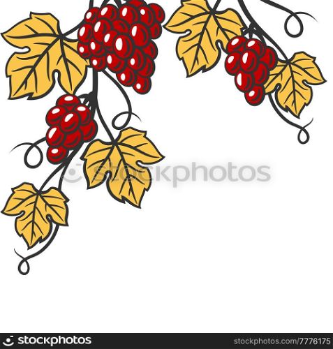 Background of vine with leaves and bunches of grapes. Winery image for restaurants and bars. Business and agricultural item.. Background of vine with leaves and bunches of grapes. Winery image for restaurants and bars.