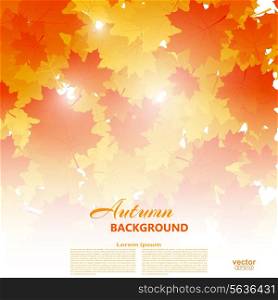 Background on autumn theme of falling yellow and orange maple leaves. Vector illustration.