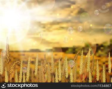 Background on rice crop flowers. vector illustration
