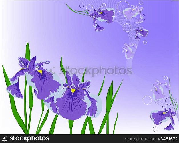 background with a violet flowers