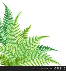 Background with fern leaves. Natural tropical forest plants.. Background with fern leaves.