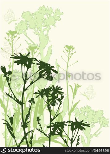 Background with green chamomile flowers and butterfly