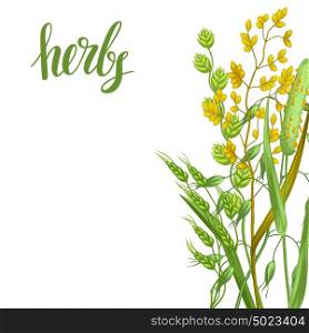 Background with herbs and cereal grass. Floral design of meadow plants. Background with herbs and cereal grass. Floral design of meadow plants.