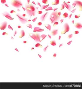 Background with realistic flying rose petals. Pink rose petals isolated on white background