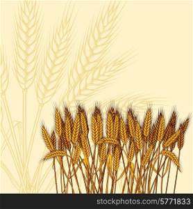 Background with ripe yellow wheat ears vector illustration.. Background with ripe yellow wheat ears vector illustration