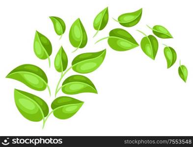 Background with spring leaves. Beautiful decorative natural plants and sprigs.. Background with spring leaves.