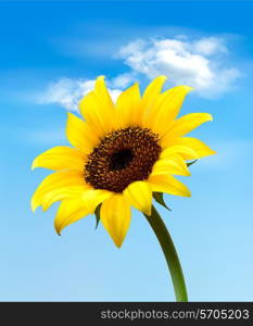 Background with sunflower field over cloudy blue sky. Vector