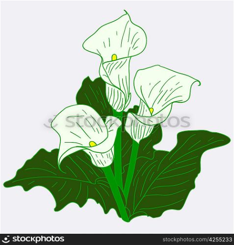 Background with White Callas