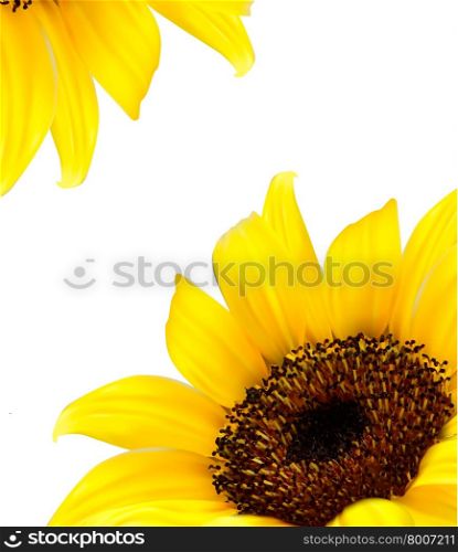 Background with yellow sunflower. Vector