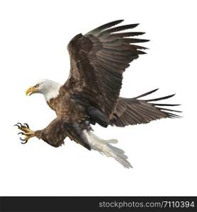 Bald eagle attack swoop hand draw and paint color on white background illustration.