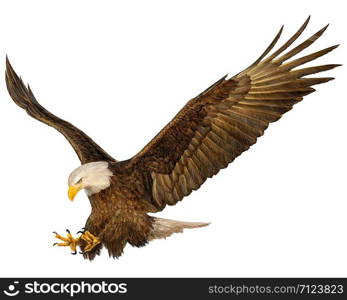 Bald eagle flying swoop hand draw and paint color on white background illustration.