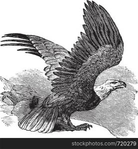 Bald Eagle (Haliaeetus leucocephalus), vintage engraved illustration. Bald eagle in flight. Trousset encyclopedia (1886 - 1891).
