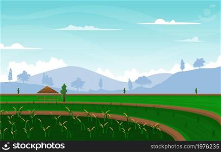 Bali Terraced Paddy Rice Field Agriculture Nature View Illustration