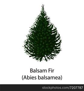 Balsam fir icon. Flat illustration of balsam fir vector icon for web. Balsam fir icon, flat style