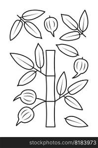 Bamboo leaves and bamboo fruits vector line icons. Nature and ecology. Bamboo, leaf, plant, vector, icons, drawing. Isolated icon of leaves bamboo for websites on white background.. Bamboo leaves and bamboo fruits vector line icons. Nature and ecology. Isolated icon of leaves bamboo for websites on white background.