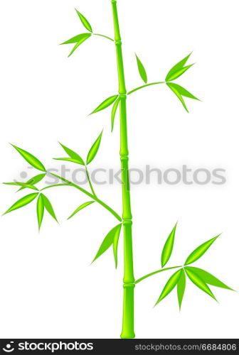 Bamboo, vector (mesh)