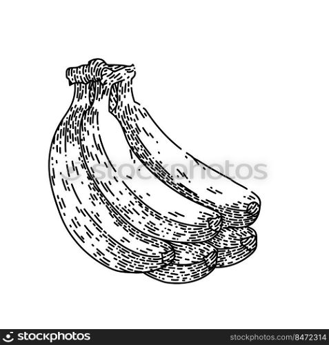 banana bunch hand drawn vector. food fruit, yellow fresh ripe peel, sweet diet, tropical banana bunch sketch. isolated black illustration. banana bunch sketch hand drawn vector