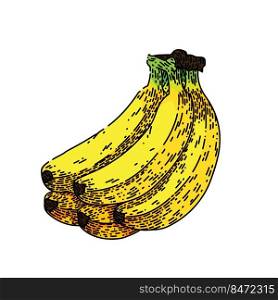 banana bunch hand drawn vector. food fruit, yellow fresh ripe peel, sweet diet, tropical banana bunch sketch. isolated color illustration. banana bunch sketch hand drawn vector
