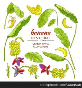 banana elements set. banana plant elements set on white backgrond