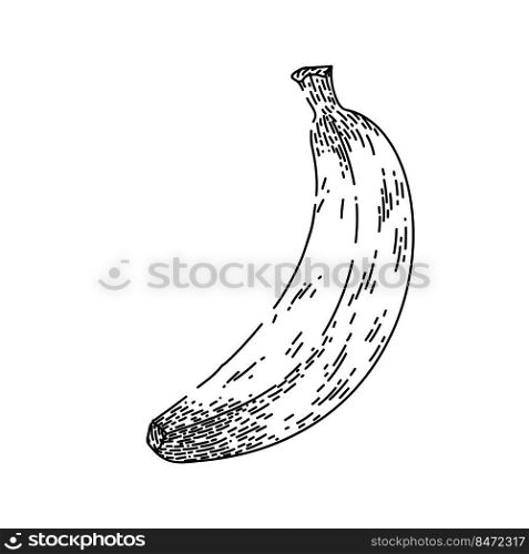 banana fruit hand drawn vector. yellow fresh food, ripe skin, peel tropical one sweet banana fruit sketch. isolated black illustration. banana fruit sketch hand drawn vector