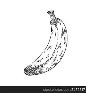 banana fruit hand drawn vector. yellow fresh food, ripe skin, peel tropical one sweet banana fruit sketch. isolated black illustration. banana fruit sketch hand drawn vector