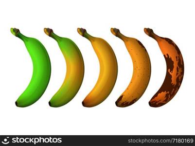 Banana fruit ripeness levels from green underripe to brown rotten. Vector set isolated on white background. Illustration of banana overripe and fresh. Banana fruit ripeness levels from green underripe to brown rotten. Vector set isolated on white background