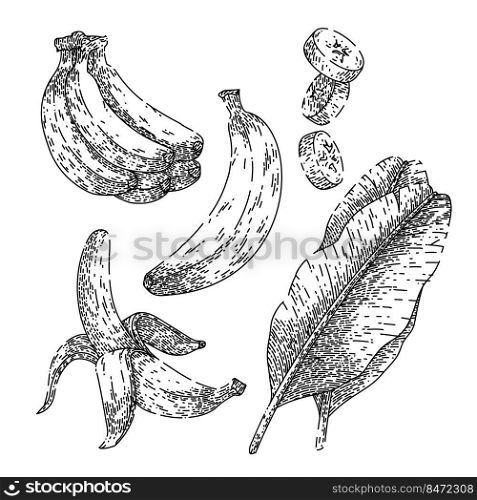 banana fruit set hand drawn vector. white food, fresh yellow sweet bunch, organic tropical pile banana fruit sketch. isolated black illustration. banana fruit set sketch hand drawn vector