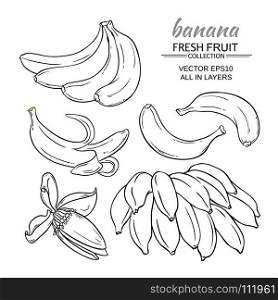 banana fruits vector set. banana fruits vector set on white background