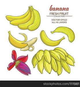 banana fruits vector set. banana fruits vector set on white background