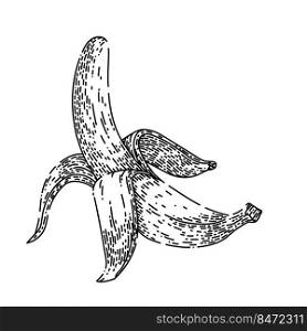 banana peeled hand drawn vector. fruit skin, white open food, garbage yellow, trash slip, healthy diet banana peeled sketch. isolated black illustration. banana peeled sketch hand drawn vector