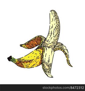 banana peeled hand drawn vector. fruit skin, white open food, garbage yellow, trash slip, healthy diet banana peeled sketch. isolated color illustration. banana peeled sketch hand drawn vector