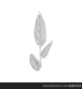 Banana tree leaf in black outline on white background. Tropical leaves on background. Postcard, banner, app design. . Banana tree leaf in black outline on white background