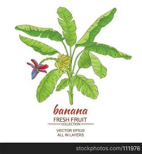 banana tree vector illustration. banana tree vector illustration on white background