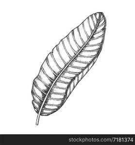 Banana Tropical Exotic Leaf Hand Drawn Vector. Beautiful Flowering Floral Plantain Frond Leaf. Detail Of Beautiful Nature Botanical Food Herb Designed In Retro Style Monochrome Illustration. Banana Tropical Exotic Leaf Hand Drawn Vector