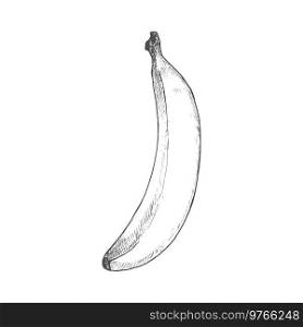 Banana tropical fruit sketch. Vector isolated organic whole exotic banana fruit. Banana tropical fruit isolated sketch
