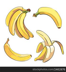 Bananas set in cartoon style. Fruit food sweet ripe, vector illustration. Bananas vector set in cartoon style