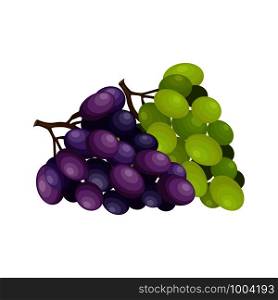 Banches of green and purple grapes, vector illustration