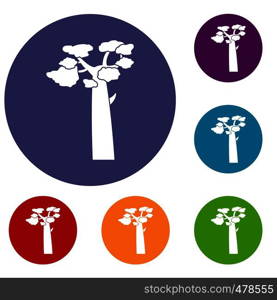 Baobab icons set in flat circle red, blue and green color for web. Baobab icons set