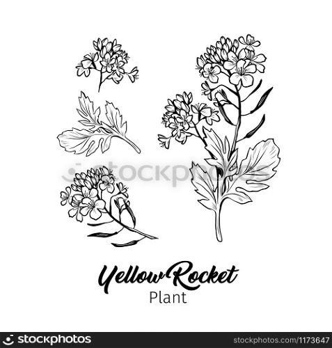 Barbarea vulgaris blossom freehand vector sketches set. Blooming summer honey plant black and white engraving. Bittercress, Yellow Rocket flowers monochrome drawing with title. Poster design element. Barbarea vulgaris black ink sketches set