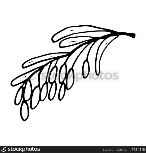 Barberry in line style. Isolated hand drawing berry vector illustration. Doodle simple outline. Berry for icon, menu, cover, print, poster, cards, web element, social media, card for children.. Barberry in line style. Isolated hand drawing berry vector illustration. Doodle simple outline.