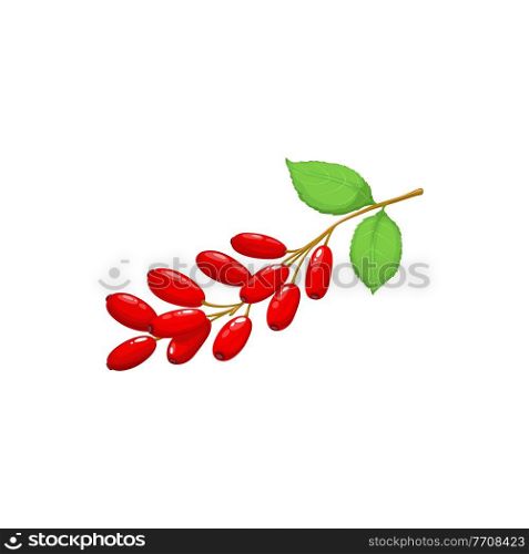 Barberry isolated branch of red berries, berberis and leaves realistic icon. Vector barberry berries fruits, food from farm garden and wild forest. Barberries or berberis bunch ripe harvest for jam. Barberry berries fruits, food from garden, forest