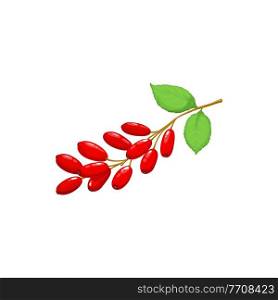 Barberry isolated branch of red berries, berberis and leaves realistic icon. Vector barberry berries fruits, food from farm garden and wild forest. Barberries or berberis bunch ripe harvest for jam. Barberry berries fruits, food from garden, forest