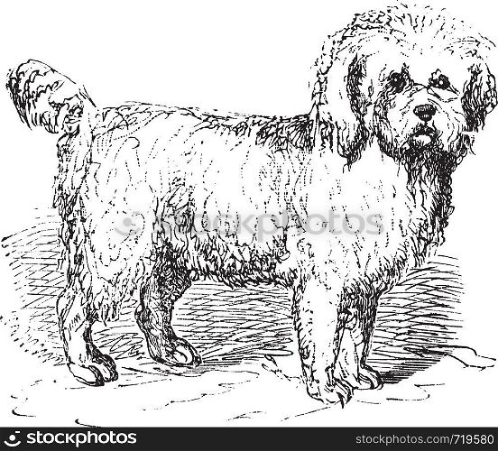 Barbet or Canis lupus familiaris, vintage engraving. Old engraved illustration of a Barbet.