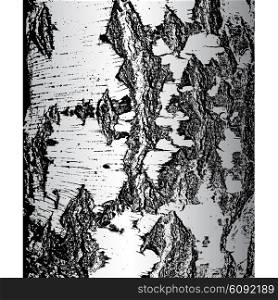 Bark of birch in the cracks texture. Vector illustration.