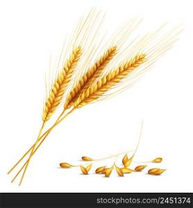 Barley ears and grain with harvest and farming symbols realistic vector illustration. Barley Grain Illustration